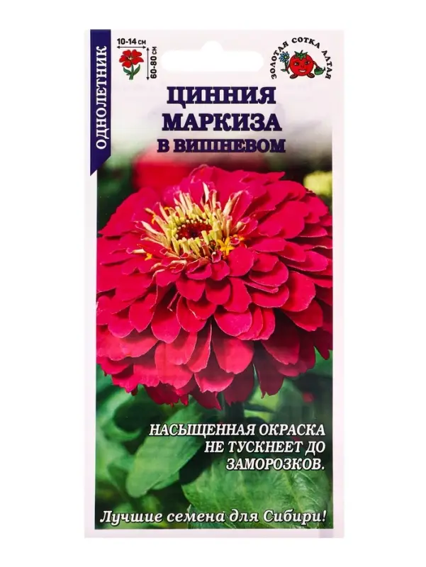 Семена Цинния Маркиза в Вишневом /Сотка/ 0,2 г/ h-80см, d-14см/*1000