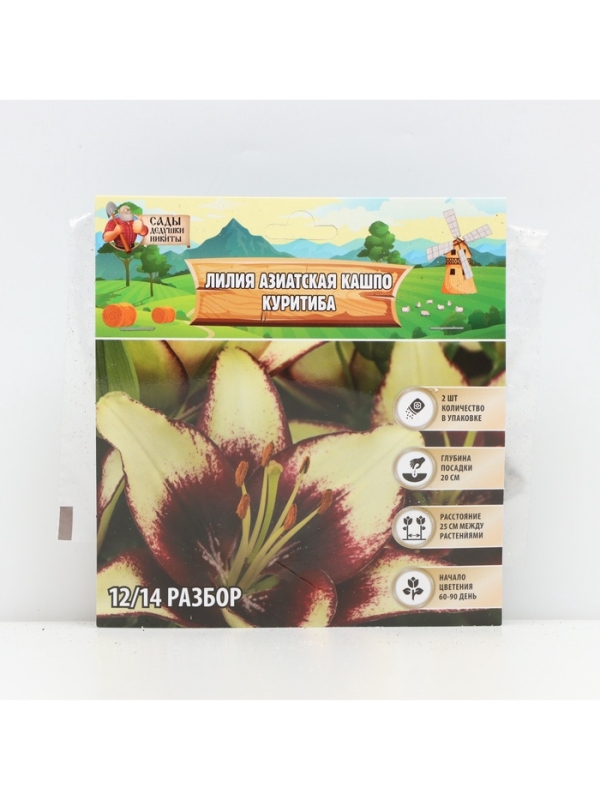 Лилия Азиатская Кашпо Curitiba, луковица в пакете с перфорацией, р-р 12/14, 2 шт.
