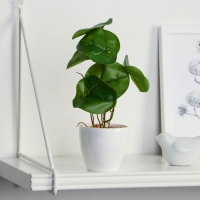 Бонсай в горшке &laquo;Антуриум галант&raquo; 7,5х20 см