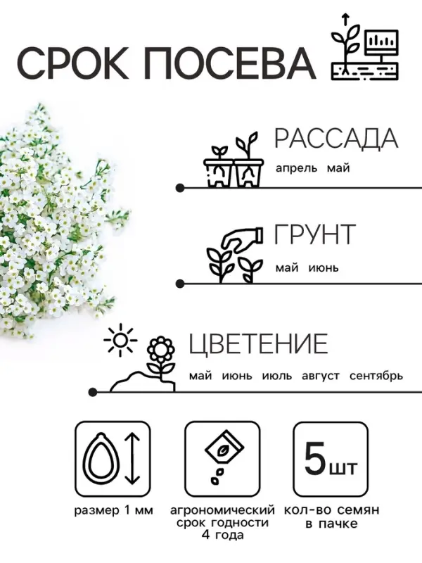 Семена цветов Алиссум "Снежные узоры", 5 шт.