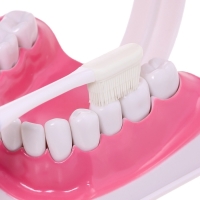 Набор для опытов &laquo;Анатомия&raquo;, челюсть человека