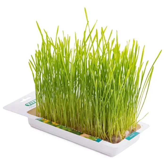 Трава TiTBiT для кошек, пшеница, 50 г