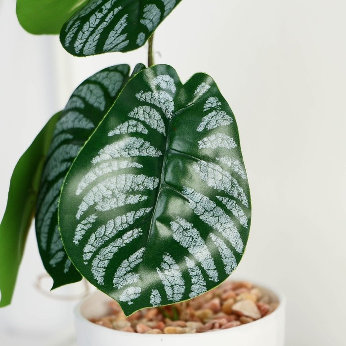 Бонсай в горшке «Филодендрон» 7,5х20 см, микс горшка Бонсай в горшке «Филодендрон» 7,5х20 см, микс горшка