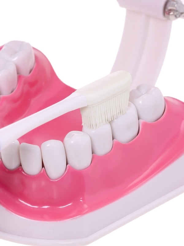 Набор для опытов &laquo;Анатомия&raquo;, челюсть человека