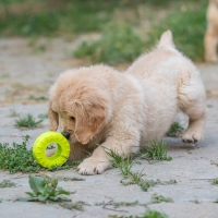 Игрушка жевательная для собак "Шина" 9 см, салатовая