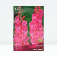 Гладиолус крупноцветковый &laquo;Пинк Ивент&raquo;, луковица цветов в пакете с перфорацией, р-р 12/14, 5 шт.