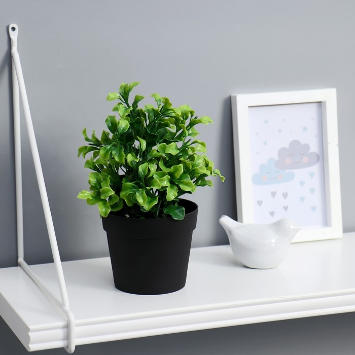 Бонсай в горшке Бонсай в горшке "Крупнолист" 19 см