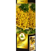 Смородина белая &laquo;Баяна&raquo;, саженец, туба, 1 шт.