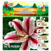 Лилия &laquo;Ориентал Диззи&raquo;, луковица в пакете с перфорацией, р-р 14/16, 2 шт.