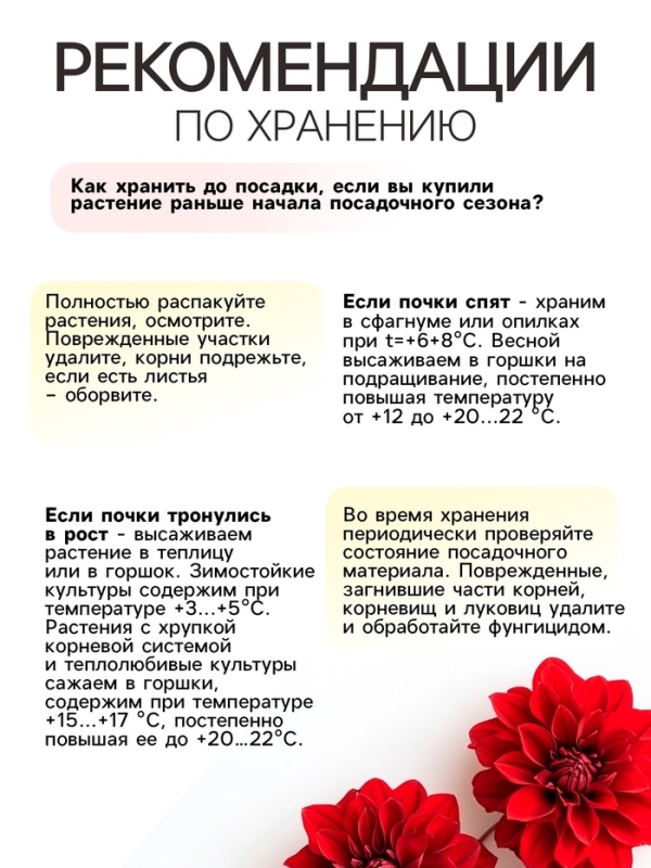 Георгина Кактусовидная HAYLEY JANE, клубелуковица в упаковке, р-р I, 1 шт.