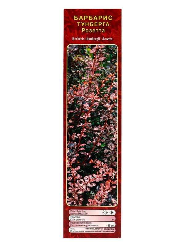 Барбарис Тунберга «Розетта» ,саженец, 1 шт., туба Барбарис Тунберга «Розетта» ,саженец, 1 шт., туба