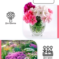 Флокс &laquo;Зенобия&raquo; корневище в пакете с торфогрунтом, р-р I, 2 шт.