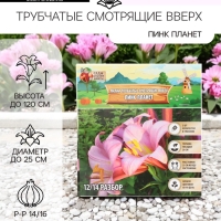 Лилии Трубчатые смотрящие вверх Pink Planet, луковица в пакете с перфорацией, р-р 14/16, 2 шт.