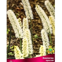 Клопогон простой, р-р I, 1 шт, Весна 2025