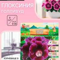 Глоксиния &laquo;Голливуд&raquo;, многолетник, комнатный, луковица в пакете с перфорацией, р-р 5/6, 2 шт.