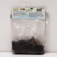 Хоста Undulata Univittata, корневище в пакете с торфогрунтом, р-р I, размер M,1 шт.