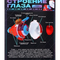 ЭВРИКИ Набор для опытов "Строение глаза", анатомическая модель ЭВРИКИ Набор для опытов "Строение глаза", анатомическая модель