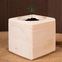 Набор для выращивания &laquo;Экокуб&raquo;, ель голубая