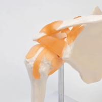 Макет "Плечевой сустав" 23*15*15см Макет "Плечевой сустав" 23*15*15см