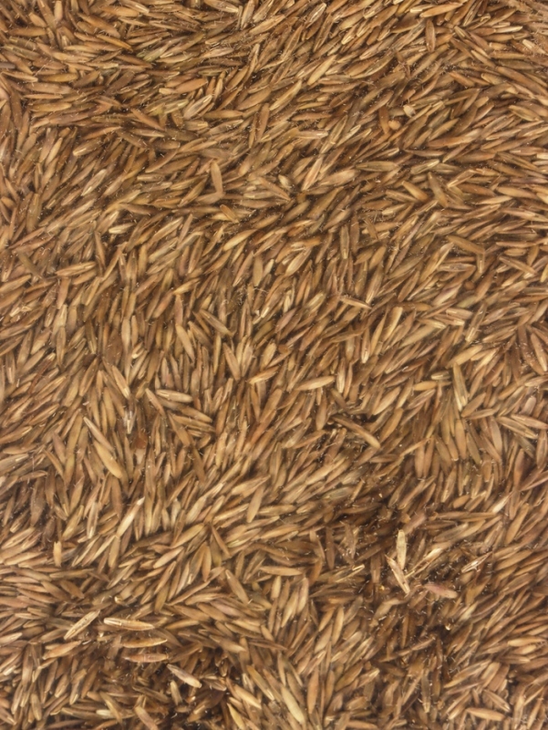 Газон Микс "Мой Выбор" 1кг