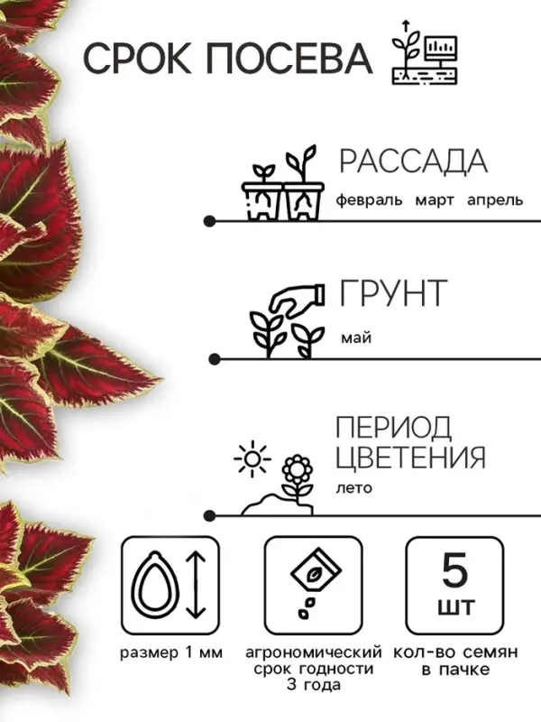 Семена цветов Колеус балконный "Бургундское вино", ц/п, 5 шт