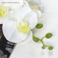 Цветы искусственные "Орхидея Изящная" 10х100 см, белый Цветы искусственные "Орхидея Изящная" 10х100 см, белый