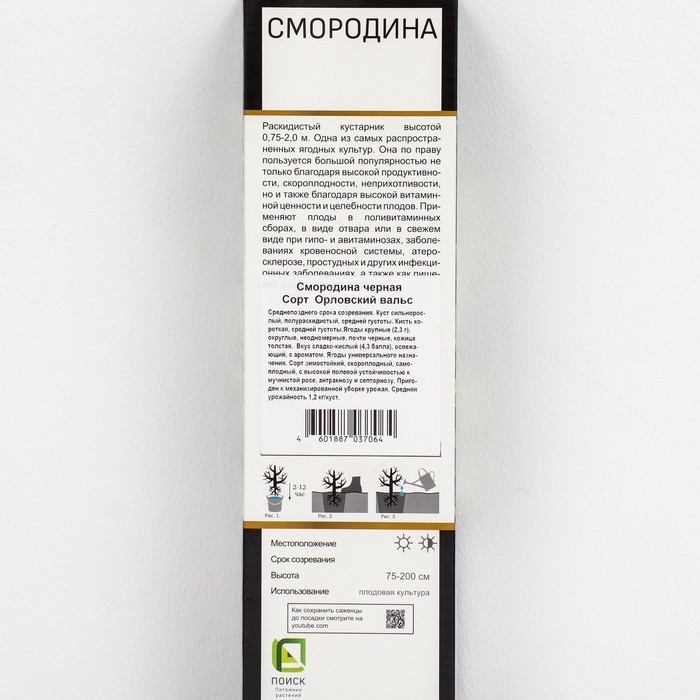 Смородина черная &laquo;Орловский вальс &raquo;, перспективные сорта, саженец, 1 шт., туба