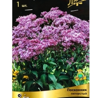 Посконник "пятнистый Беби Джо", 1 шт, р-р I, Весна 2025