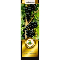 Смородина черная перспективные сорта Грация