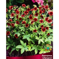 Лапчатка гибридная Монарх Вельвет, р-р I, 1 шт, Весна 2025