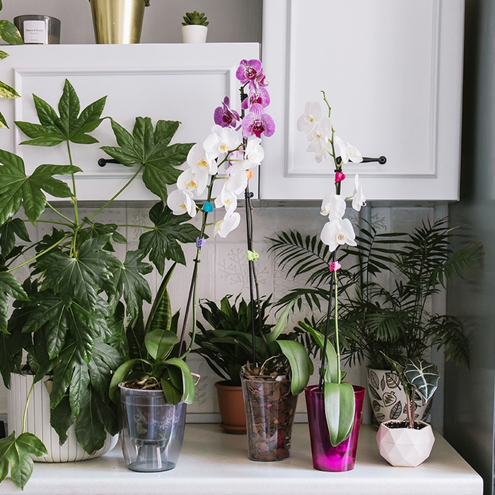 Горшок для орхидей, 2 л, 14,8 &times; 16,2 см, круглый, пластик, прозрачно-серый