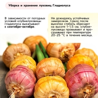 Гладиолус Низкорослый &laquo;Импрессив&raquo;, луковица цветов в пакете с перфорацией, р-р 10+, 7 шт.