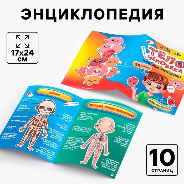 Обучающий набор &laquo;Тело человека&raquo;, рамка-вкладка и книга с наклейками