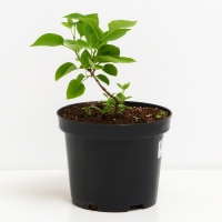 Сирень обыкновенная Память о Колесникове, С3 горшок, Н10-50 высота, 1 шт, Осень 2024 Сирень обыкновенная Память о Колесникове, С3 горшок, Н10-50 высота, 1 шт, Осень 2024