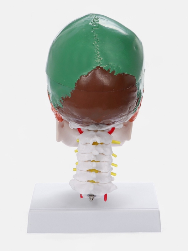 Макет "Череп с мозгом" разборный 27*19*12см