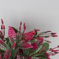 Бонсай в горшке "Птицемлечник" 18х8,5 см, микс