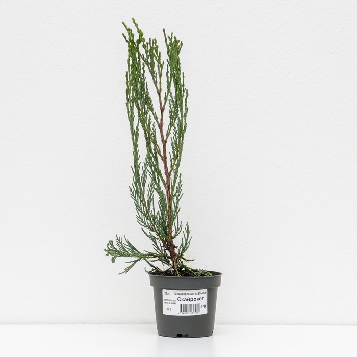 Можжевельник скальный "Скайрокет", Р9, 1шт, h 3-20 см, Осень 2024