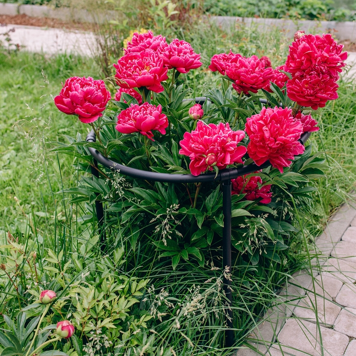 Кустодержатель, d = 80 см, h = 50 см, ножка d = 2 см, пластик, чёрный, «Смородина +» Кустодержатель, d = 80 см, h = 50 см, ножка d = 2 см, пластик, чёрный, «Смородина +»