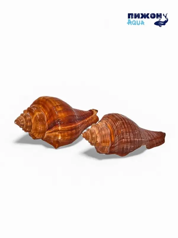 Ракушка декоративная, длина 5-6 см, ширина 4 см