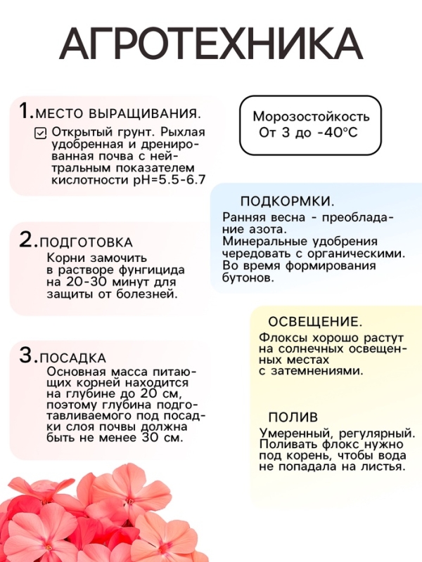 Флокс &laquo;Оранж Перфекшн&raquo; метельчатый, корневище в пакете с торфогрунтом, р-р I, 2 шт.