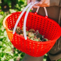 Ёмкость для сбора урожая &laquo;Лукошко&raquo;, цвет МИКС