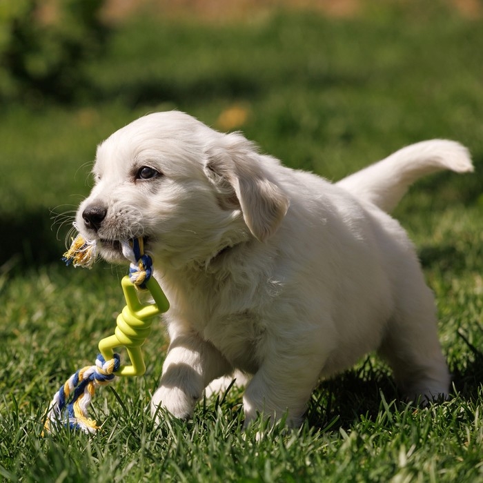 Игрушка жевательная с канатом Игрушка жевательная с канатом "Бантик", 11 см, микс цветов