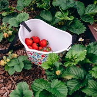 Ёмкость для сбора ягод, 3 л, &laquo;Яркие ягодки&raquo;, белая