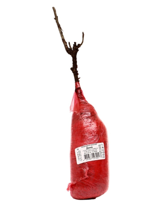 Смородина красная перспективные сорта Дана/ЦКорЛюкс