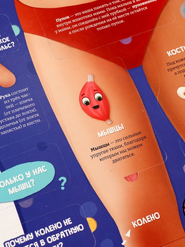 Книга - раскладушка детская &laquo;Как устроено моё тело&raquo;, 40 окошек