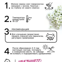 Семена цветов Алиссум "Снежные узоры", 5 шт.