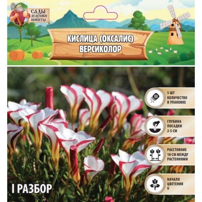 Кислица (Оксалис) Версиколор, р-р l, 5 шт, Осень 2024 Кислица (Оксалис) Версиколор, р-р l, 5 шт, Осень 2024