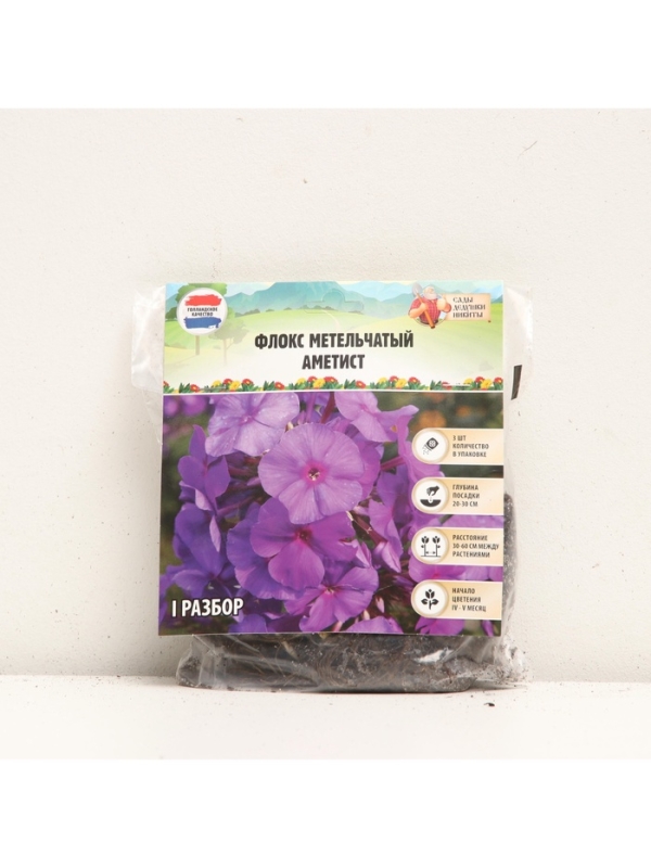 Флокс метельчатый &laquo;Аметист&raquo;, корневище в пакете с торфогрунтом, р-р I, 2 шт.