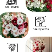 Семена   Шток-роза Индийская весна, смесь сортов , 0,3г