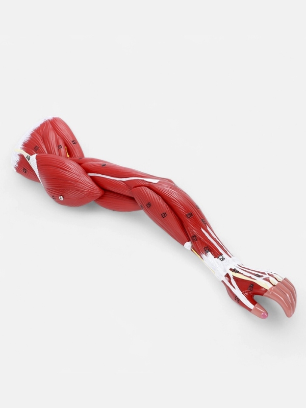 Макет Макет "Рука, мышечное строение" 38см